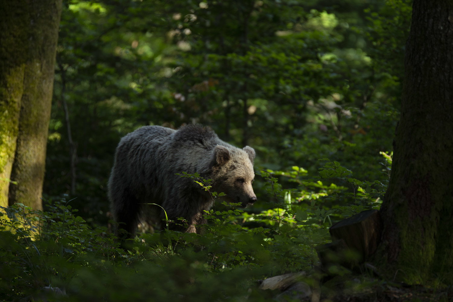 Oso esloveno y otros