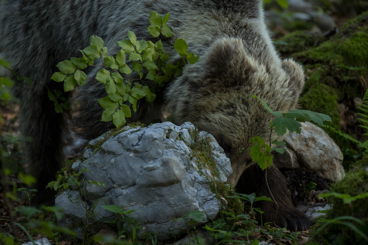 Oso esloveno y otros