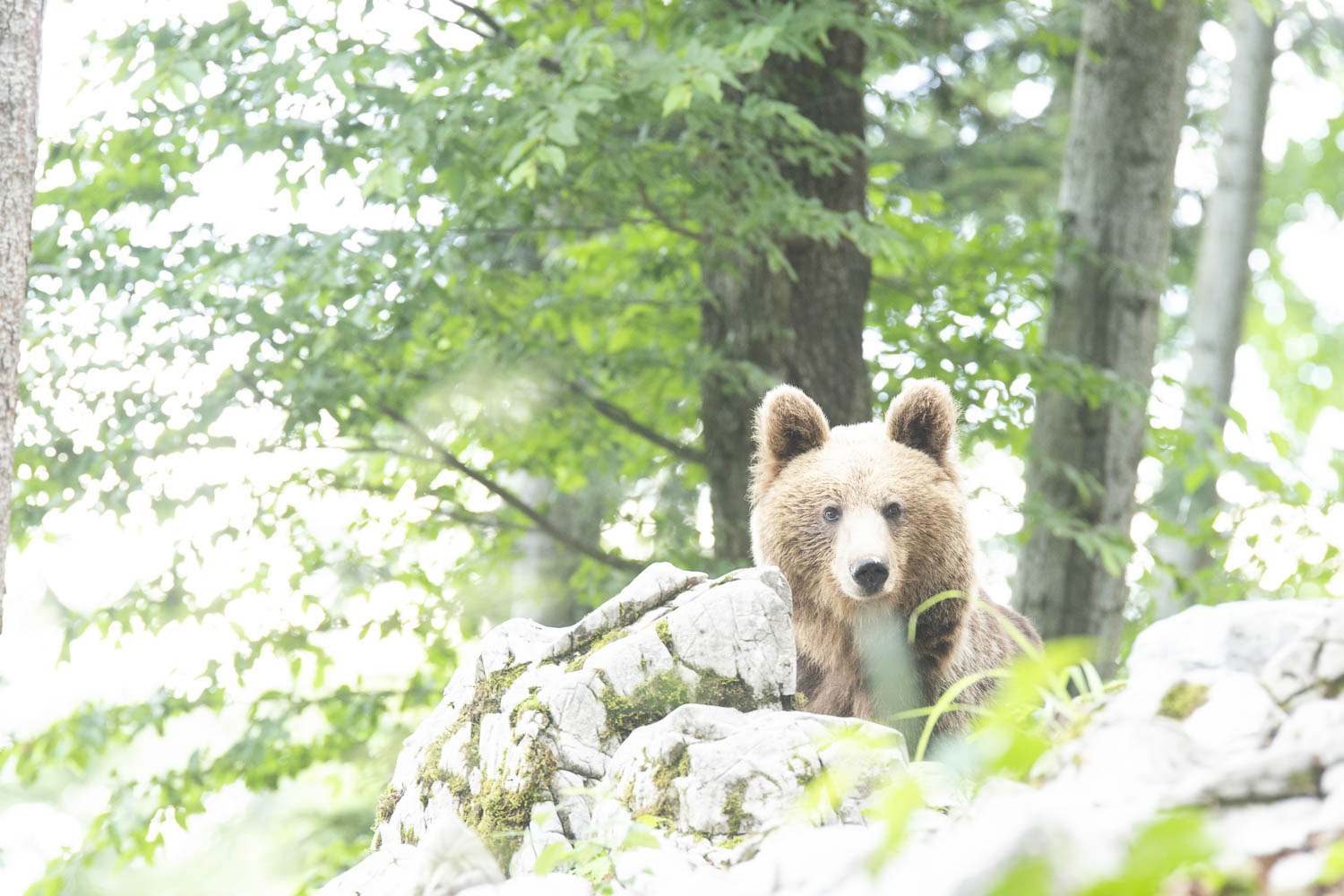 Oso esloveno y otros