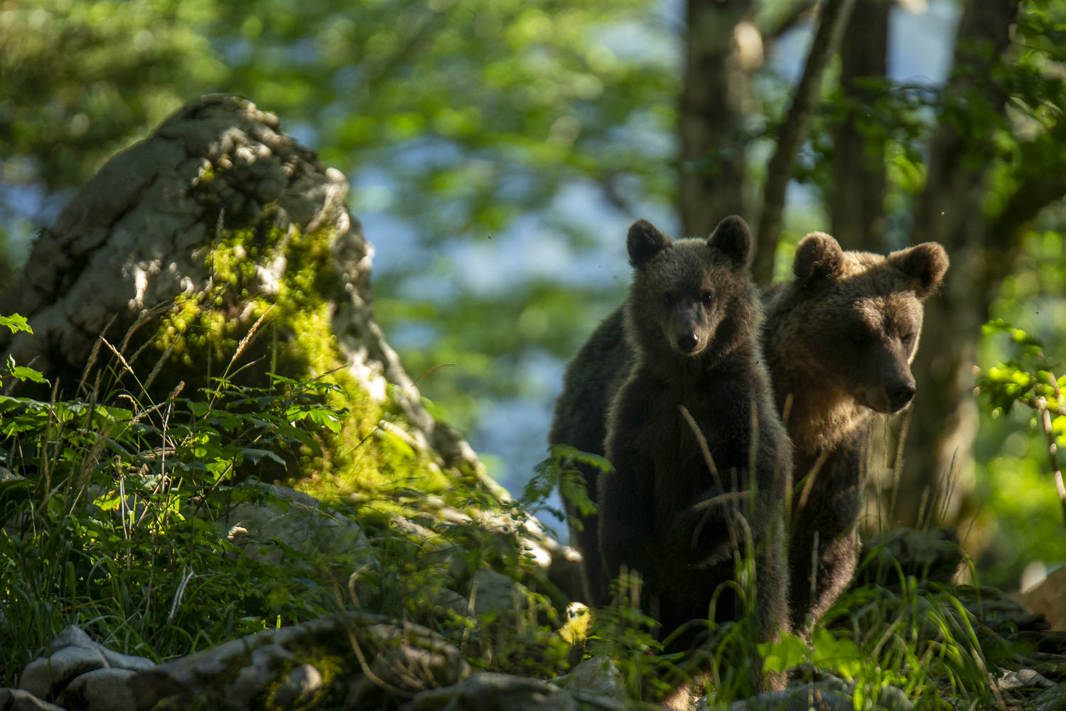 Oso esloveno y otros