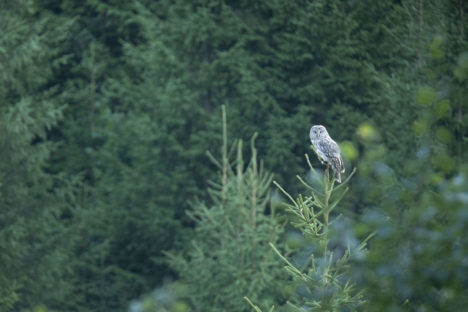 Oso esloveno y otros