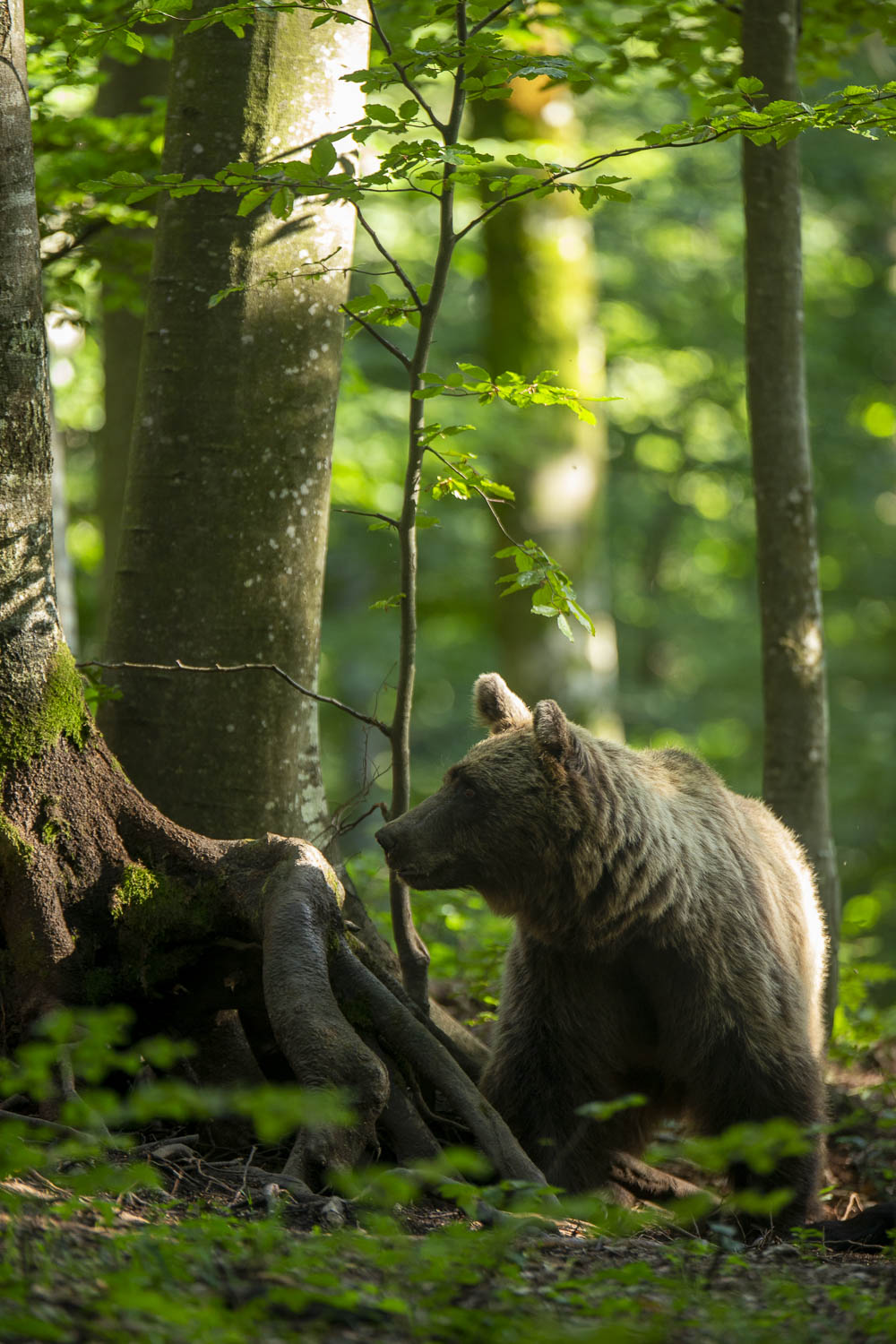 Oso esloveno y otros