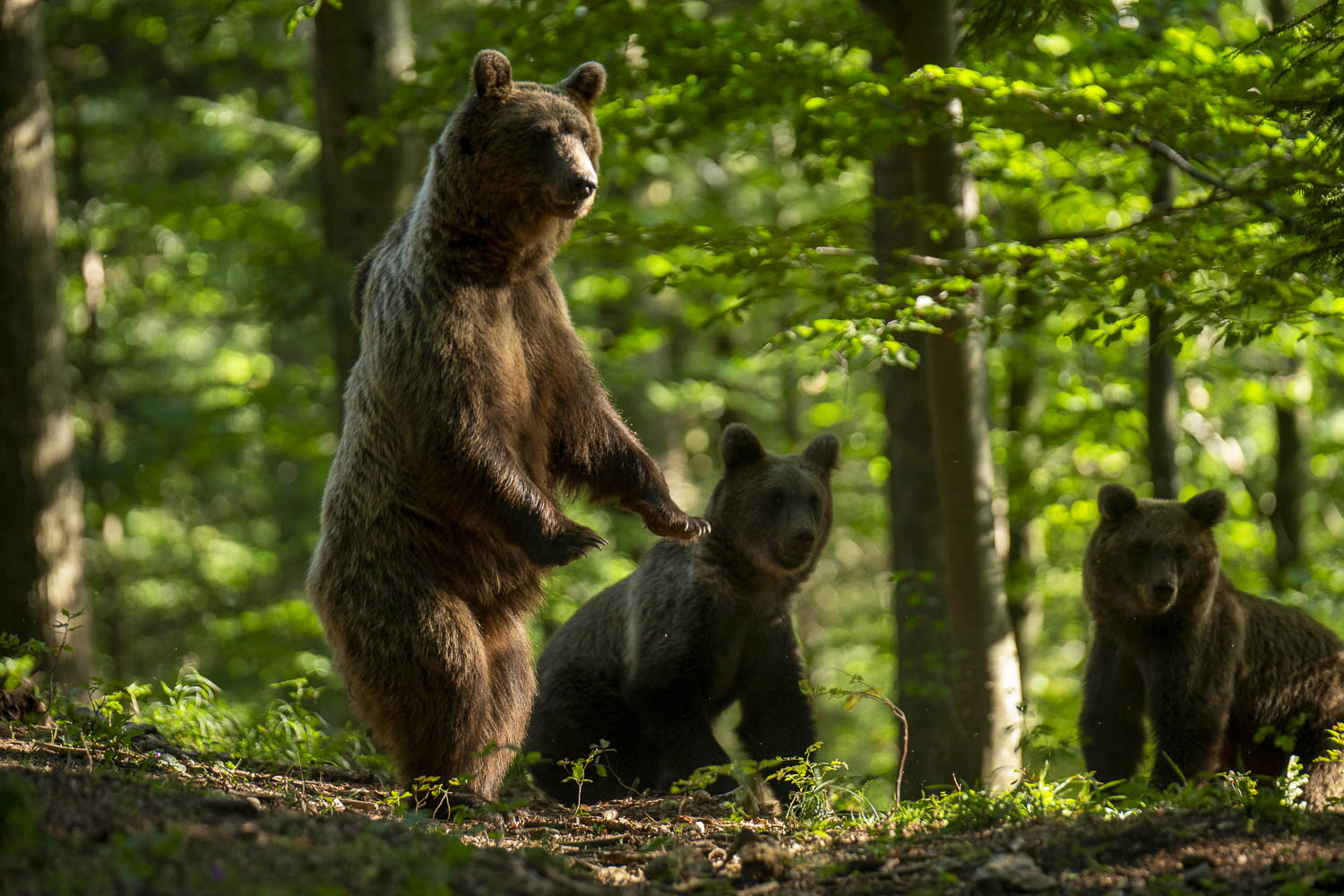 Oso esloveno y otros