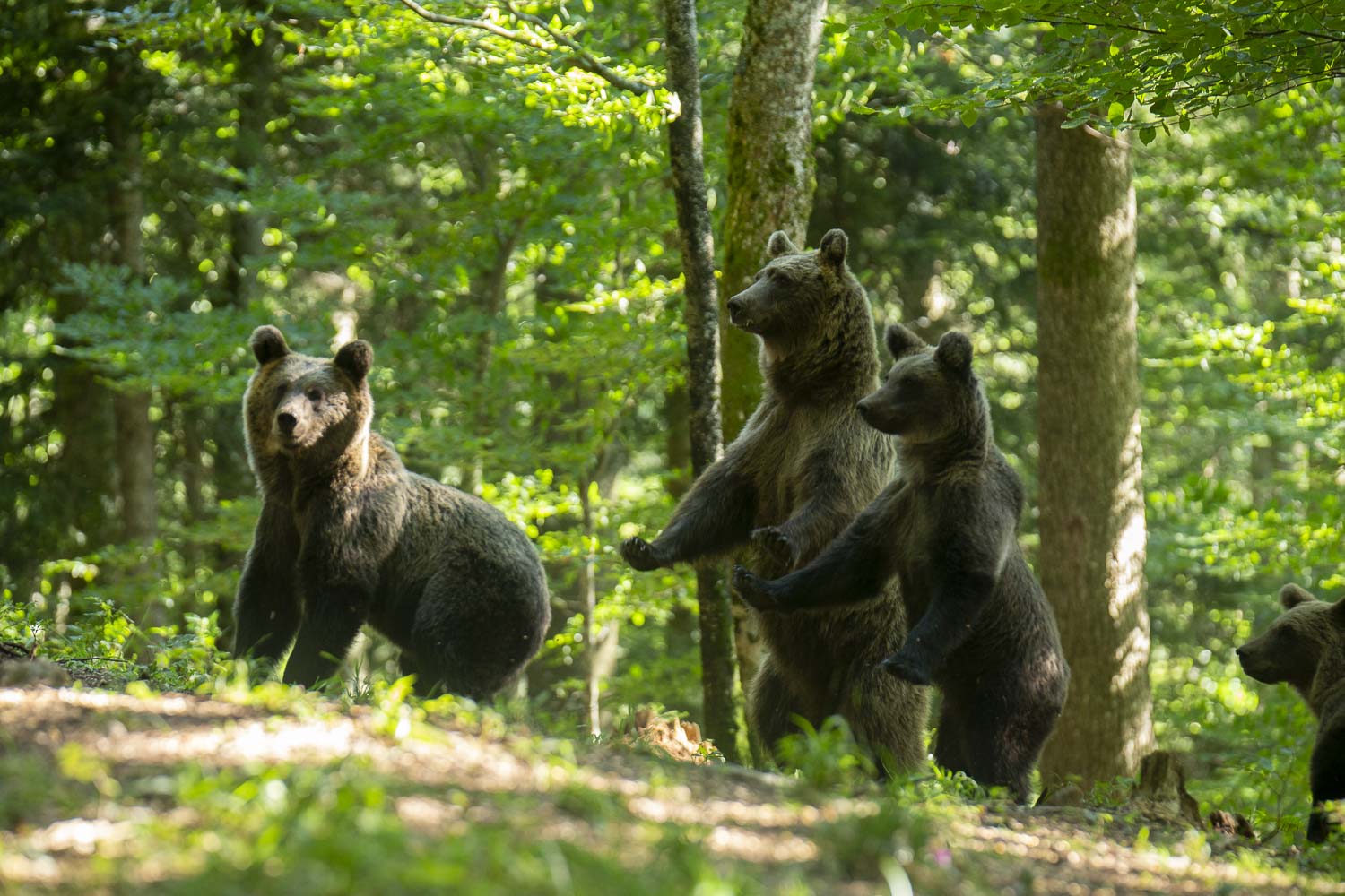 Oso esloveno y otros