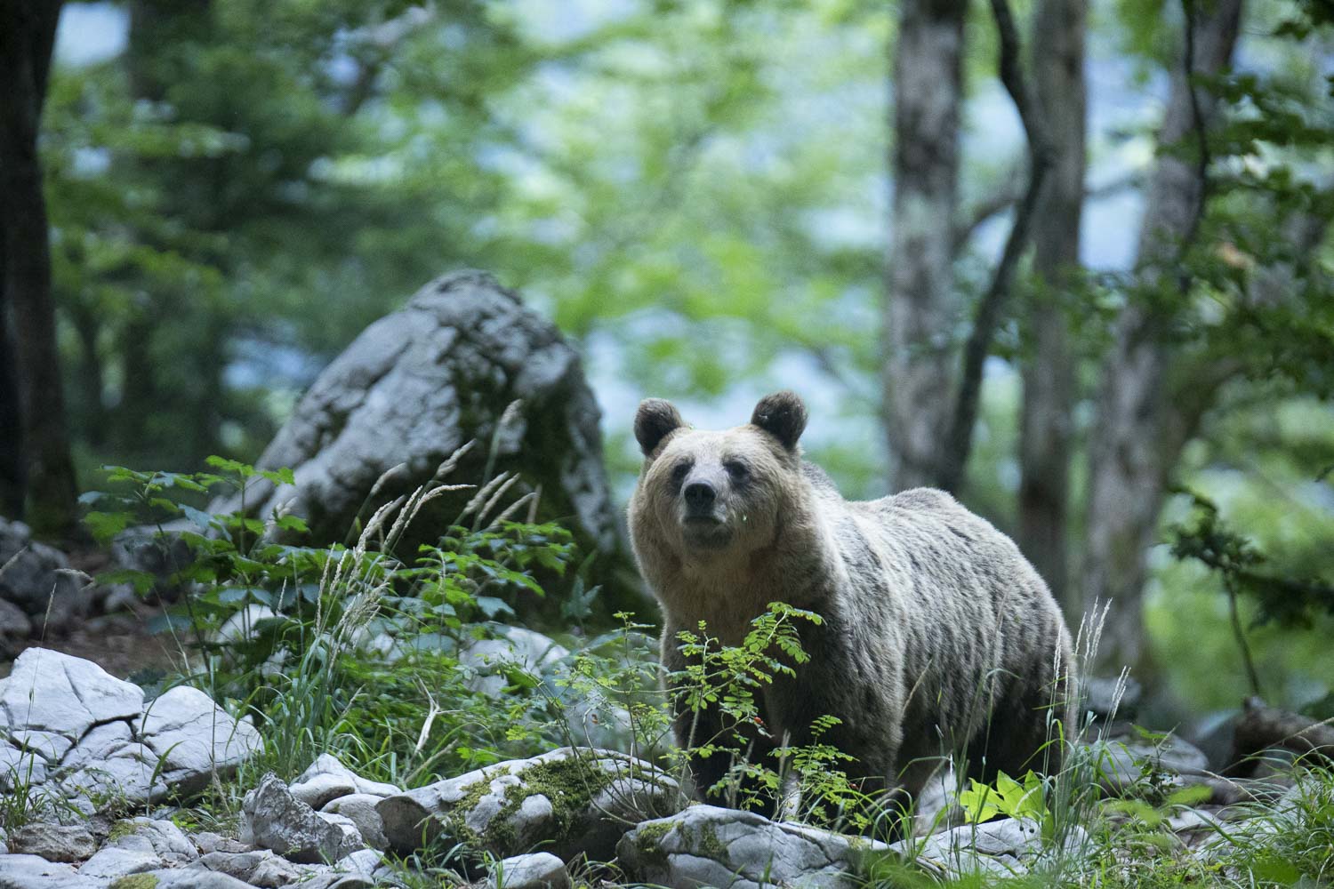 Oso esloveno y otros