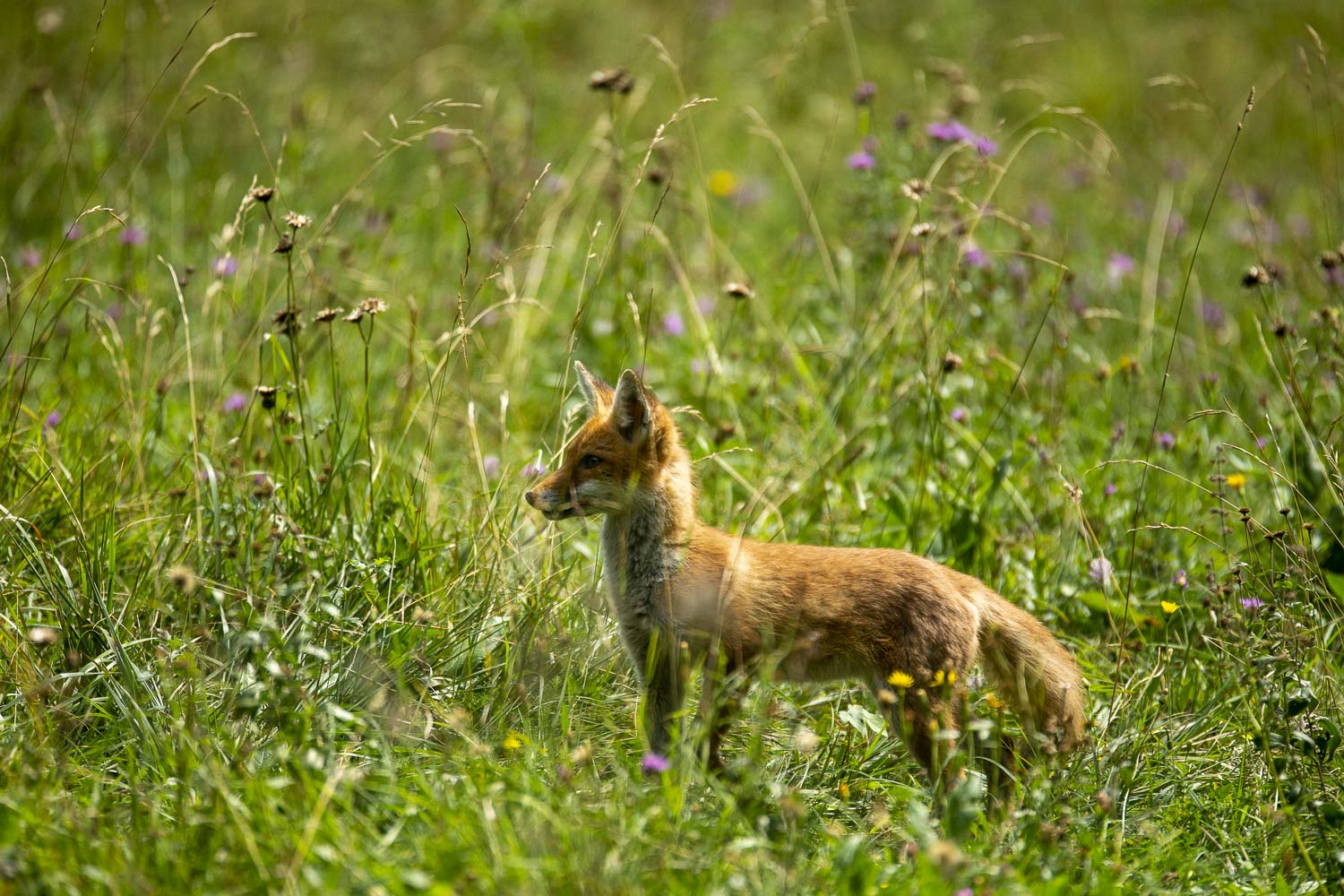 Oso esloveno y otros