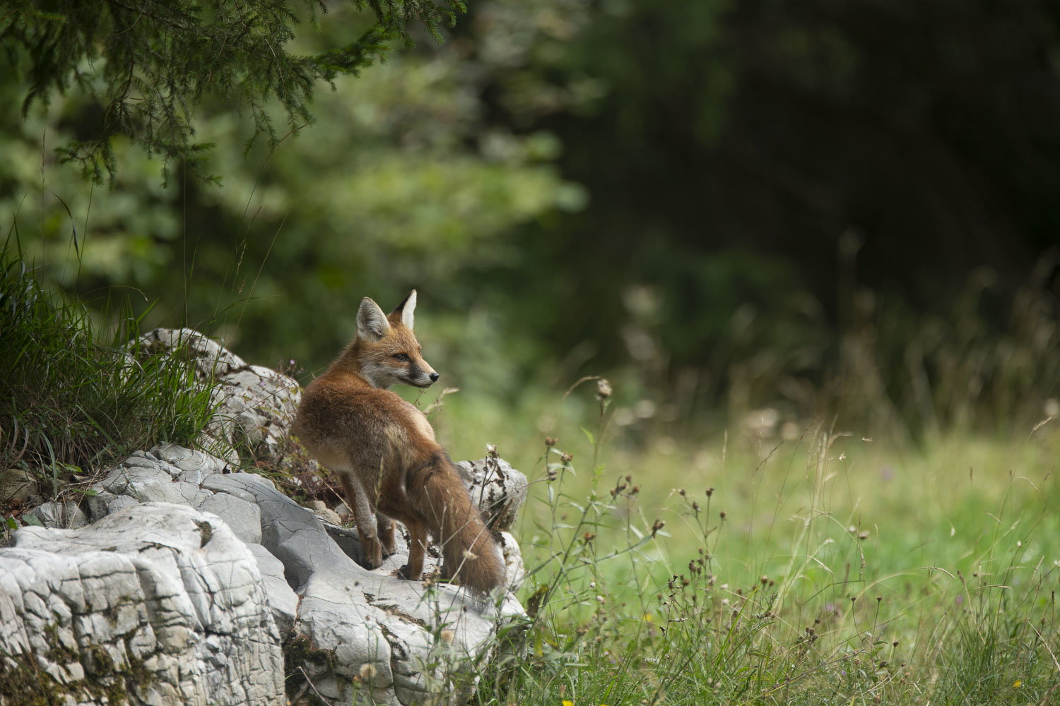 Oso esloveno y otros
