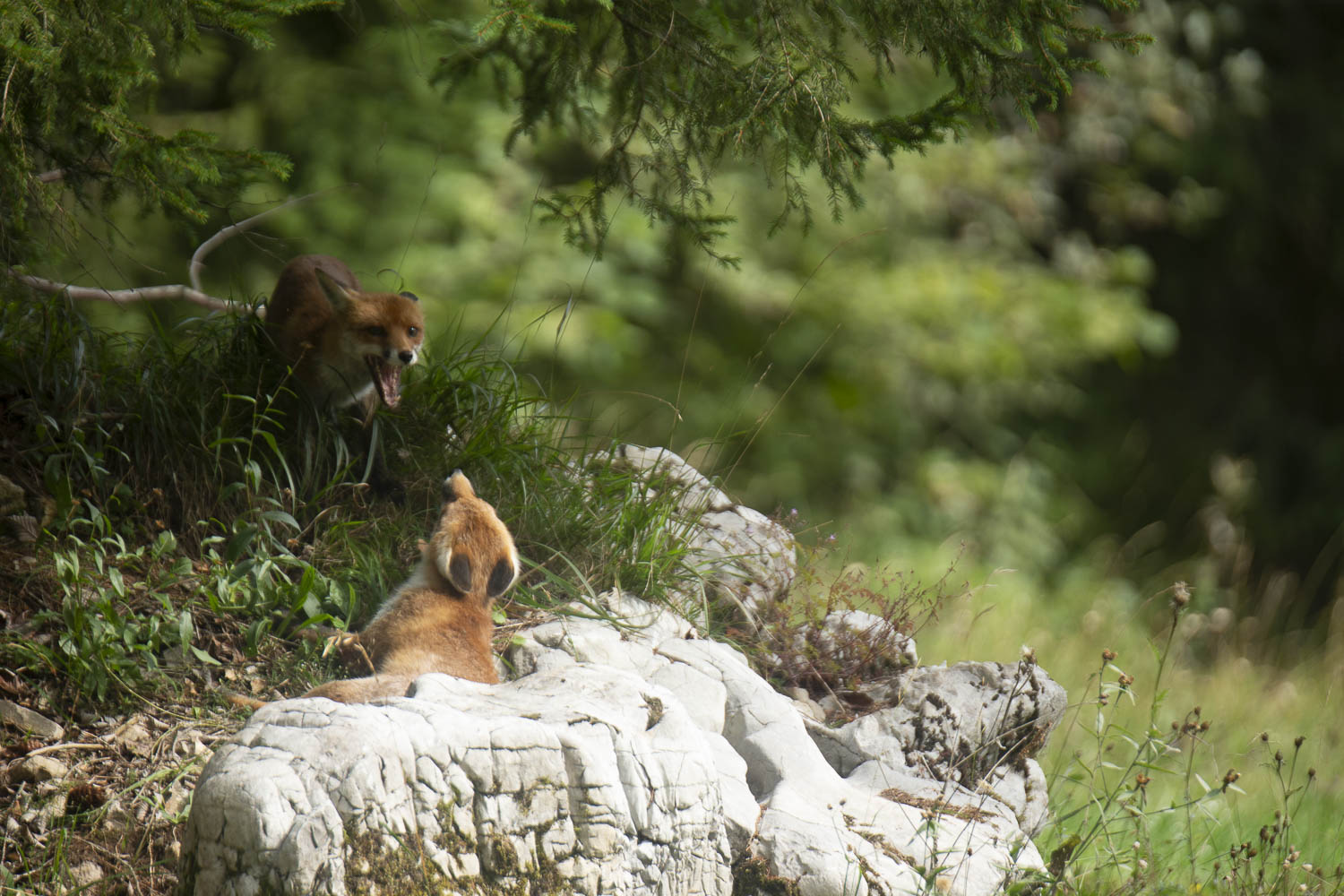 Oso esloveno y otros