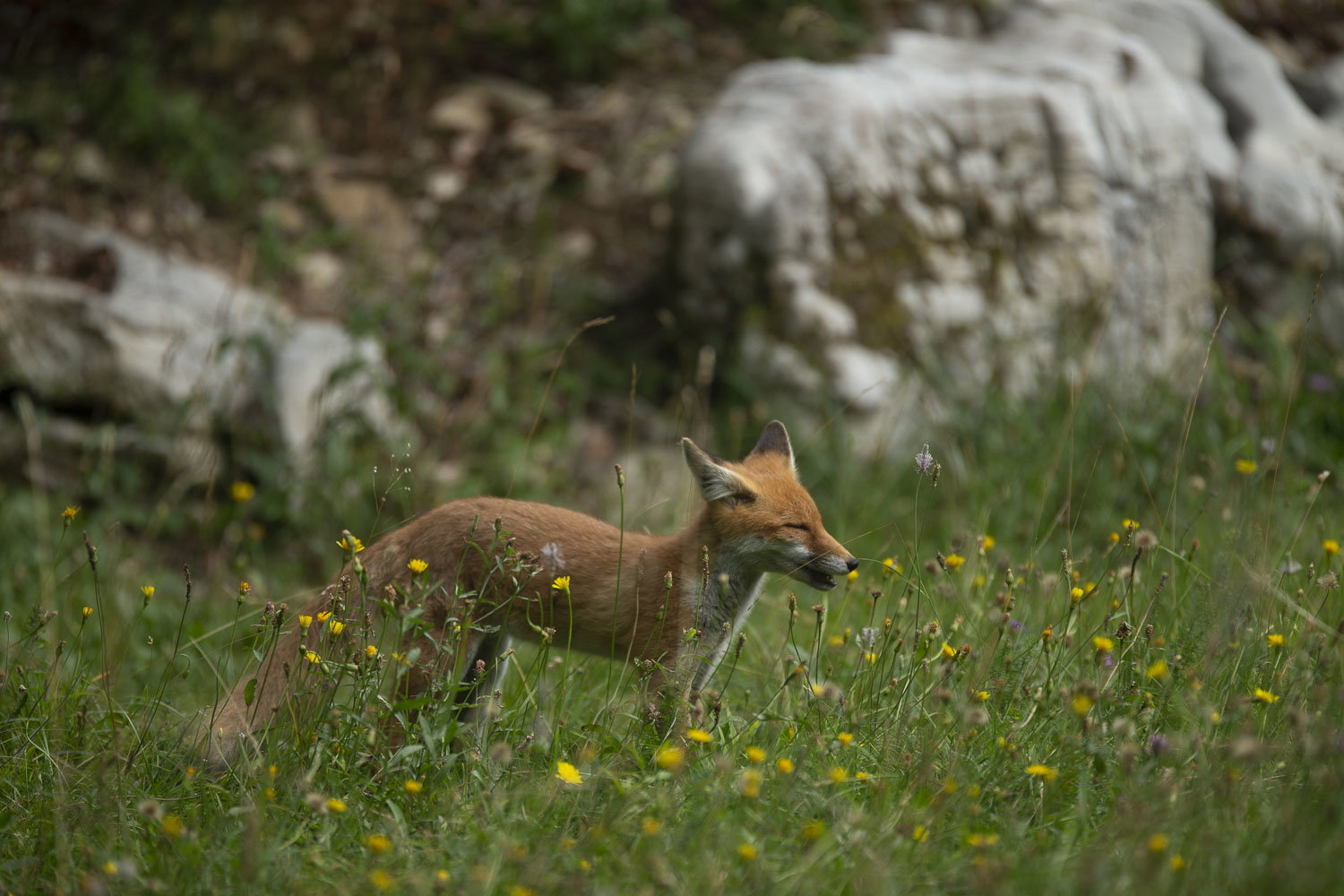 Oso esloveno y otros