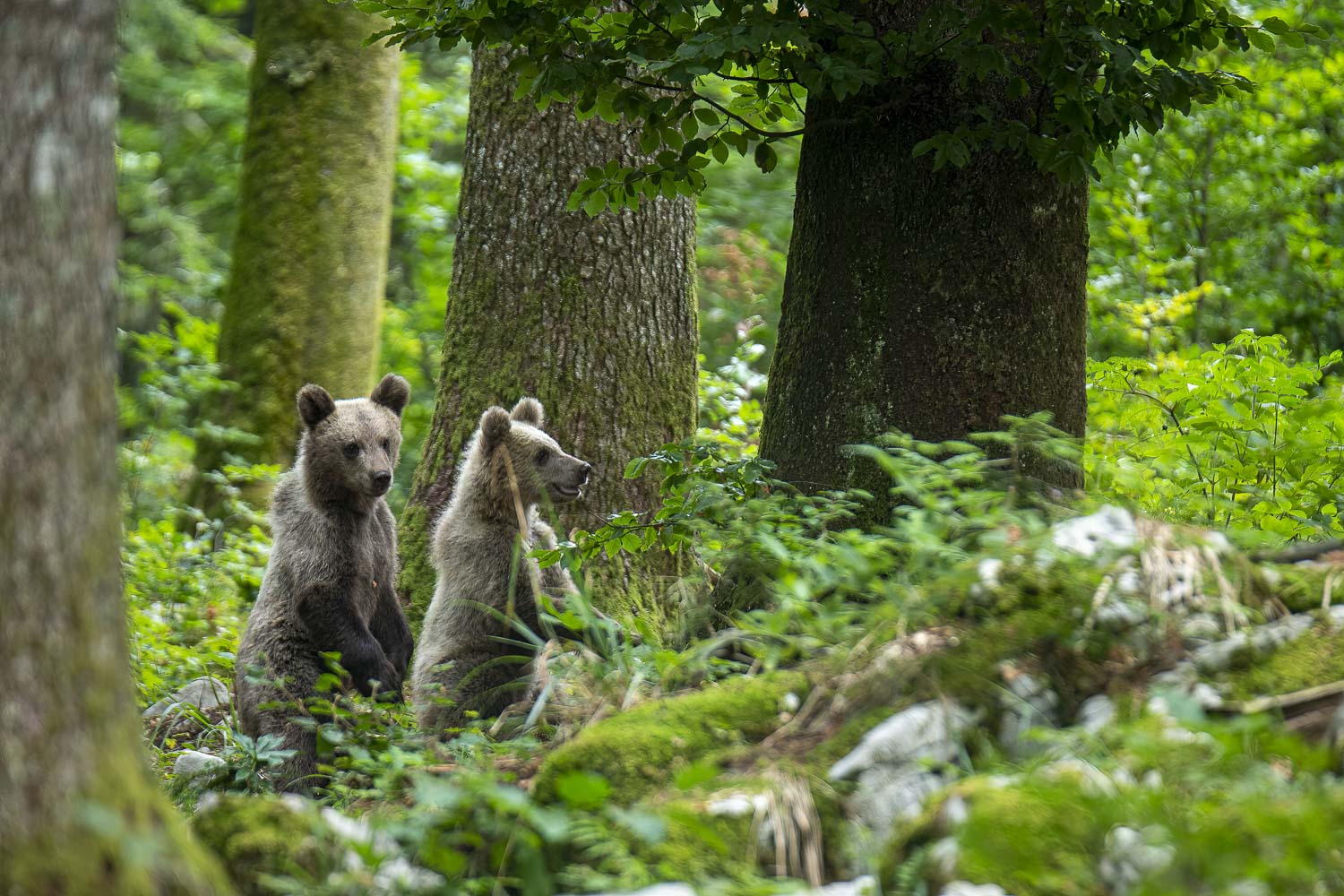 Oso esloveno y otros