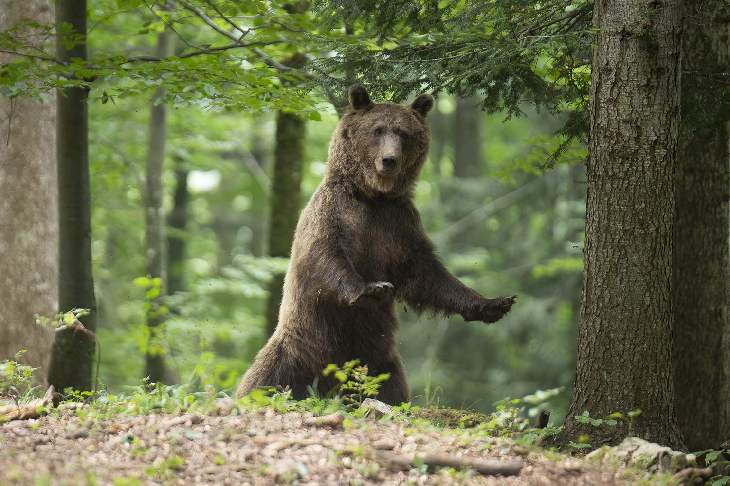 Oso esloveno y otros