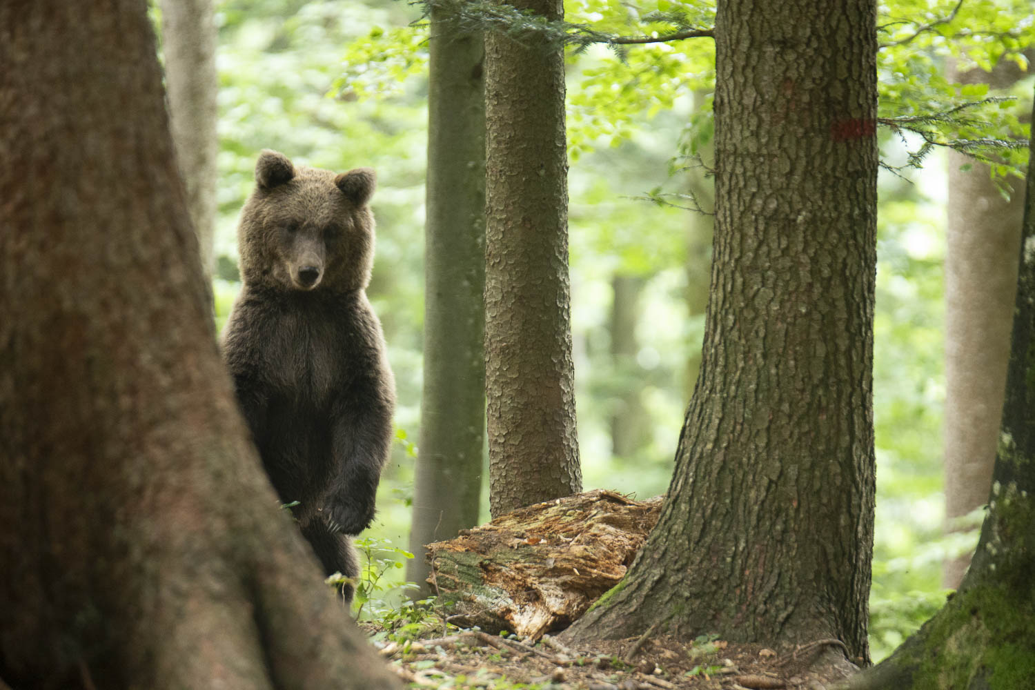 Oso esloveno y otros