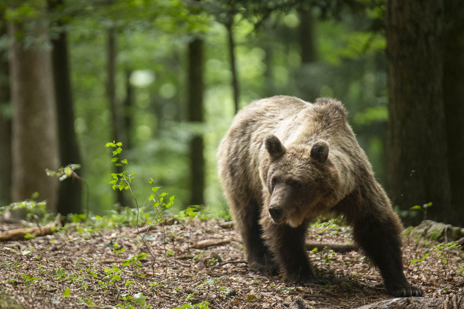 Oso esloveno y otros