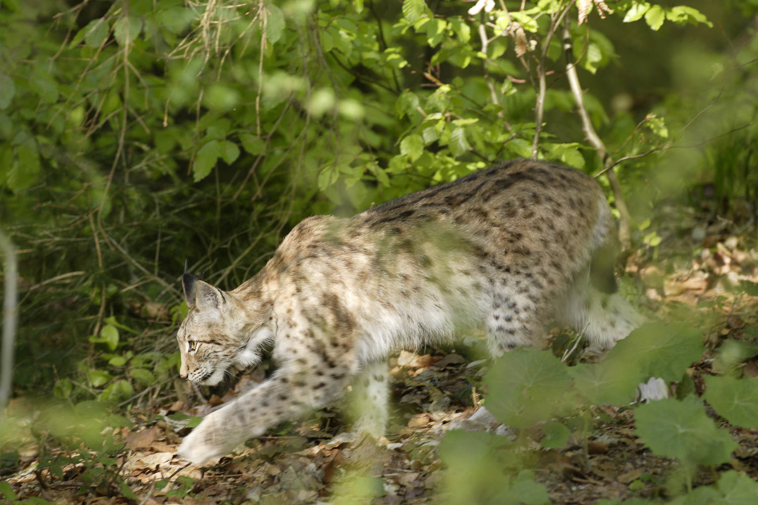 Lince