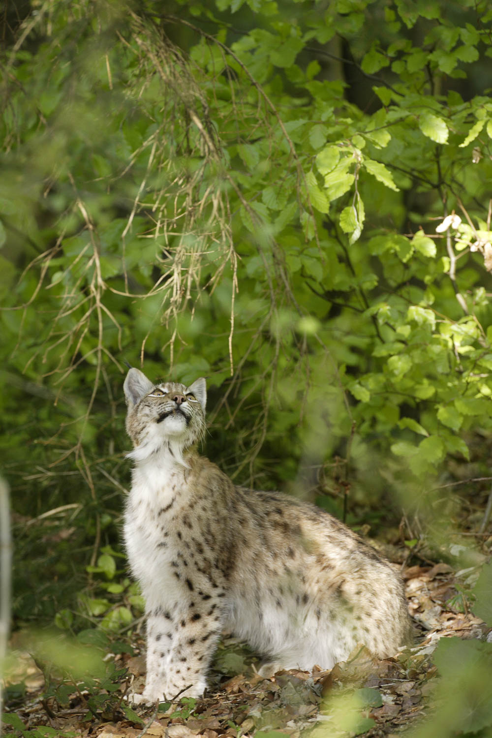 Lince
