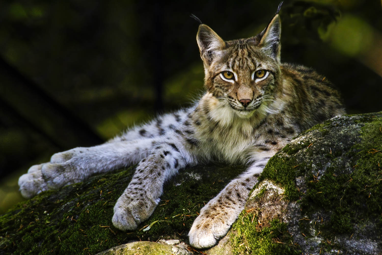Lince