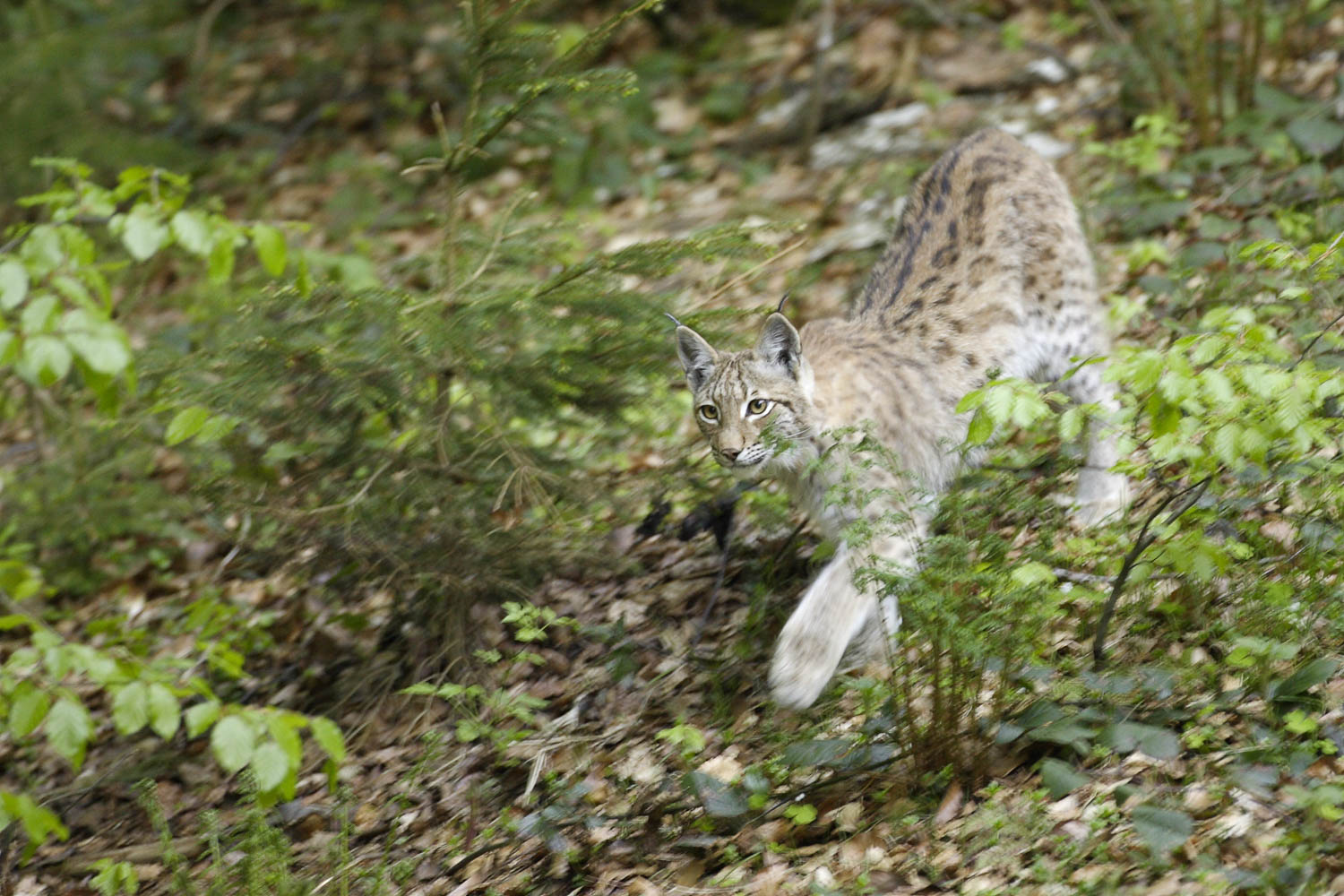 Lince