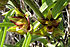 Epipactis veratrifolia.jpg