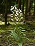 Cephalanthera longifolia 290508a.jpg