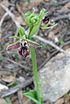 Ophrys sphegodes israel.jpg
