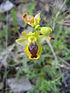 Ophrys lutea ssp. galilea (O. sicula) - Greece - Chios - Nea Moni.jpg