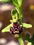 Ophrys umbilicata ssp. rhodia Rhodos 01.jpg