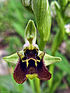 Ophrys bornmuelleri in Israel.jpg