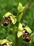 Ophrys attica Griechenland 100.jpg