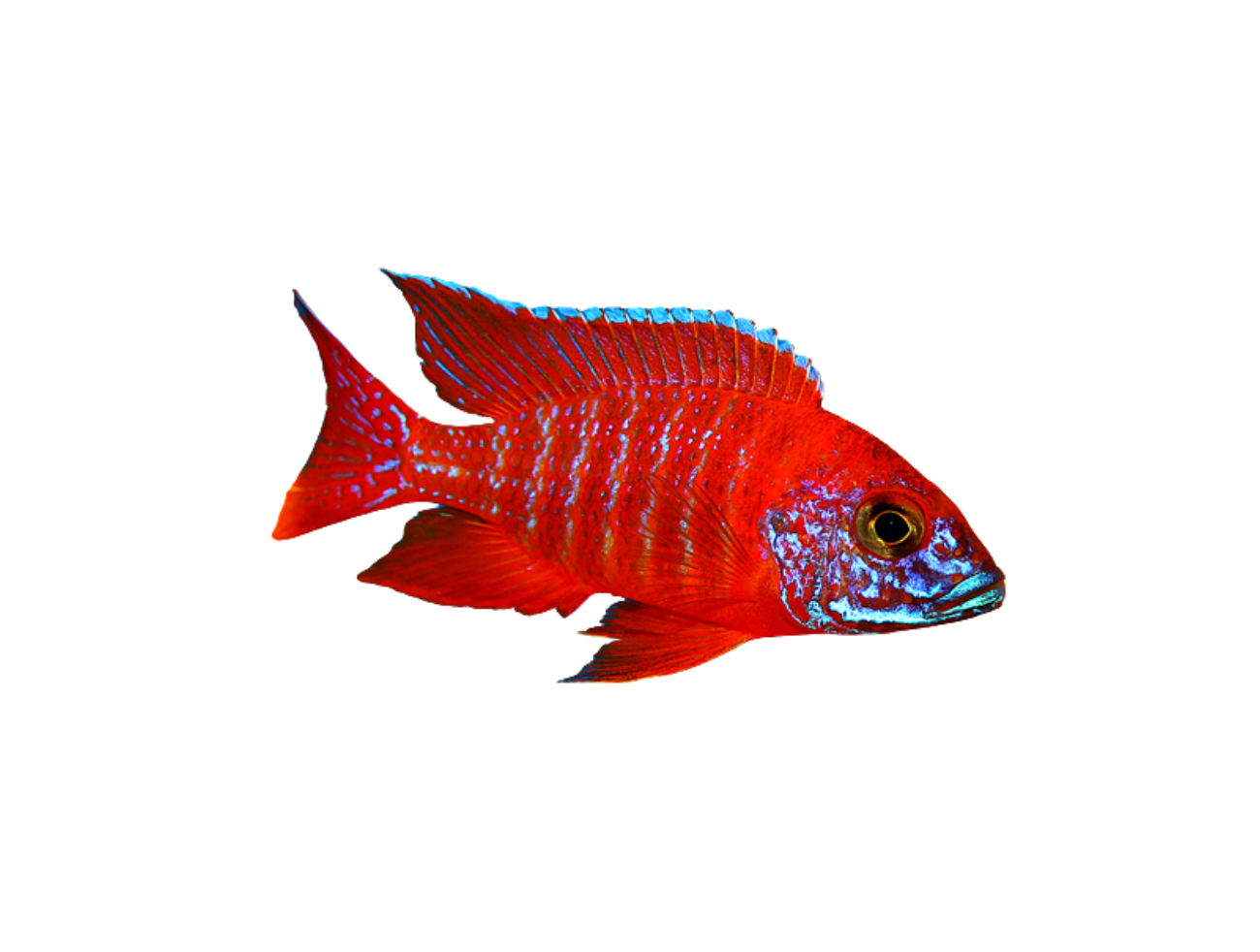 ★QUMAPON ROUGE+QUMAPON PEACOCK Red Peacock Cichlid (Aulonocara Rubescens) | African Cichlid