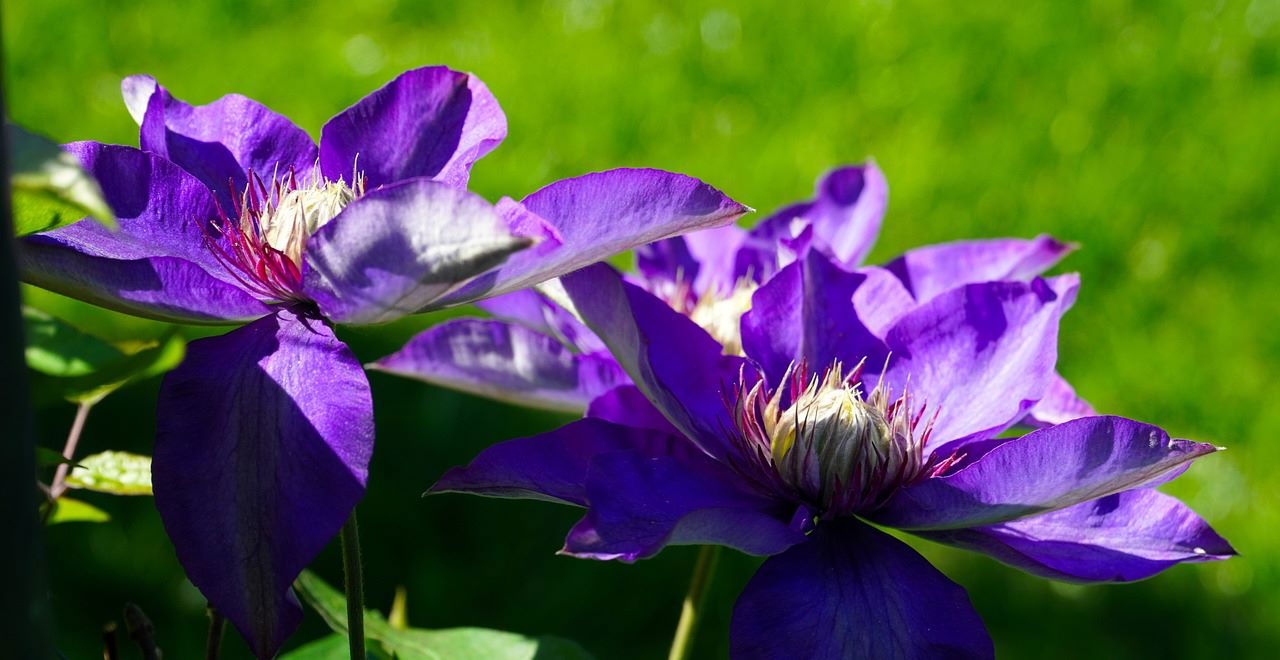 Éclatante clématite en pleine floraison, une explosion de couleurs vives dans le jardin printanier