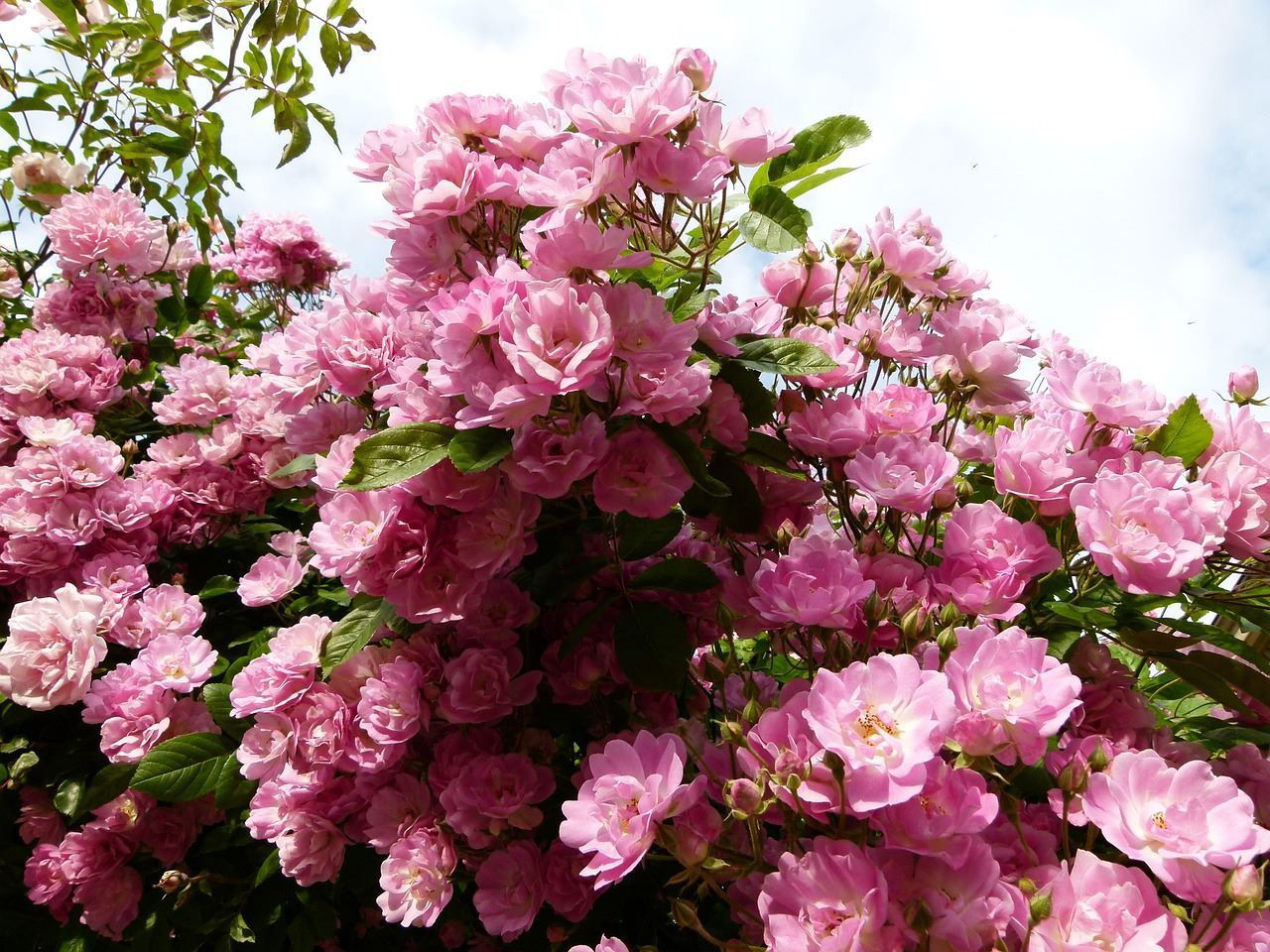 Élégant rosier en fleurs, ses délicates pétales apportent charme et douceur au jardin printanier