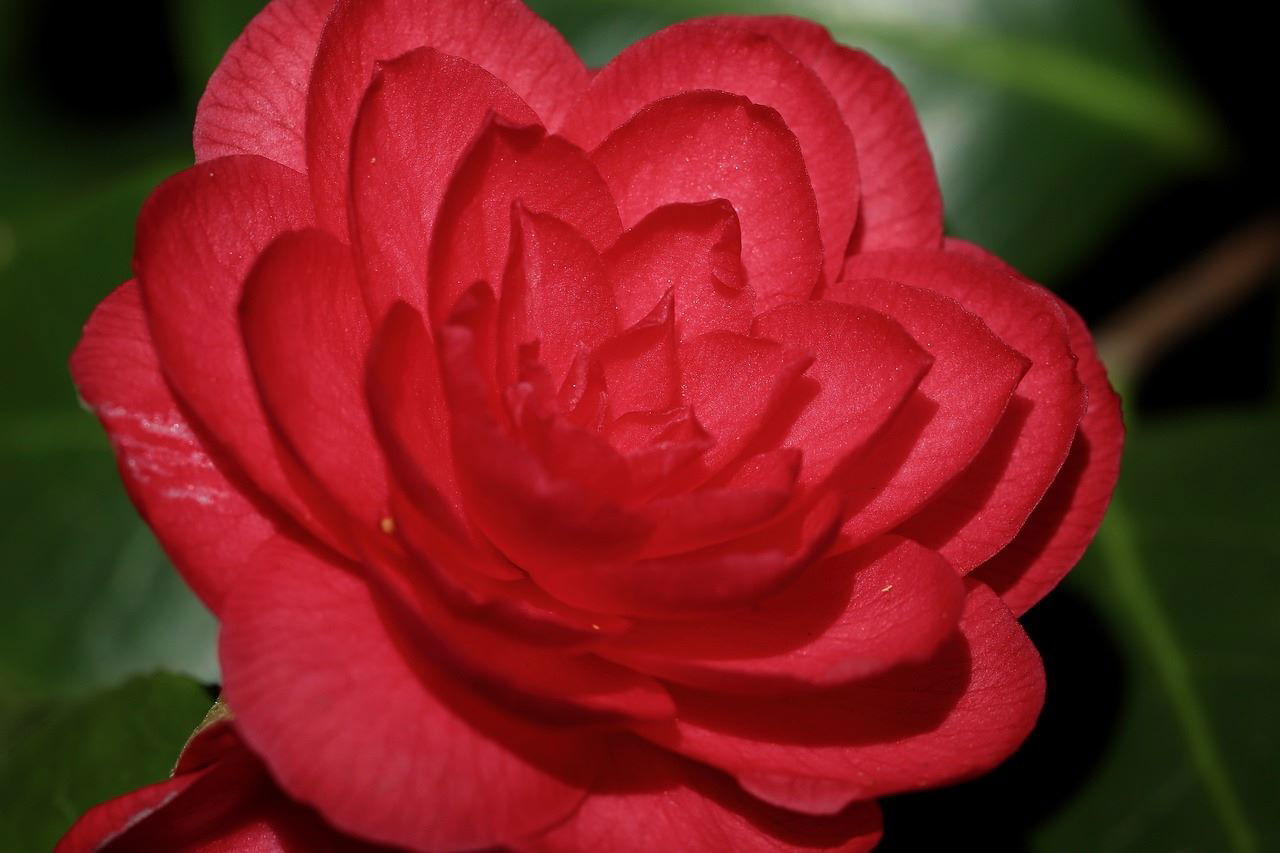 Camélia rouge éclatant en pleine floraison, symbole de passion et de beauté, ajoutant une touche vibrante au jardin.