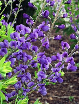 Baptisia