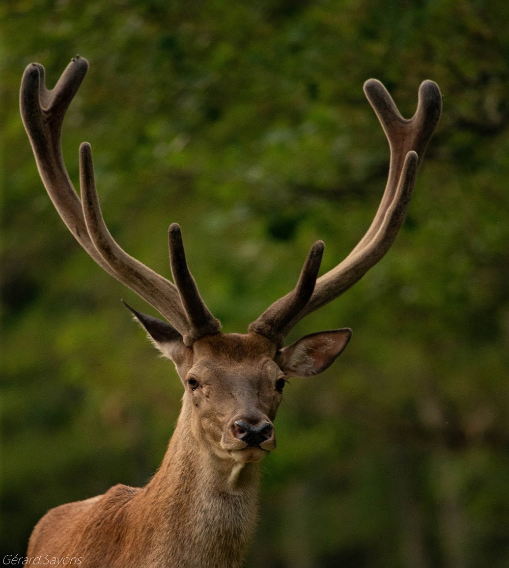 Observe the fauna of the Hautes-Pyrénées