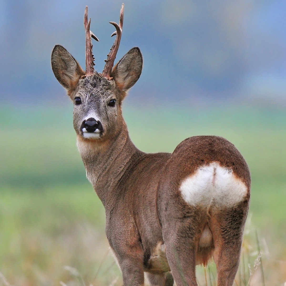 Observe the fauna of the Hautes-Pyrénées