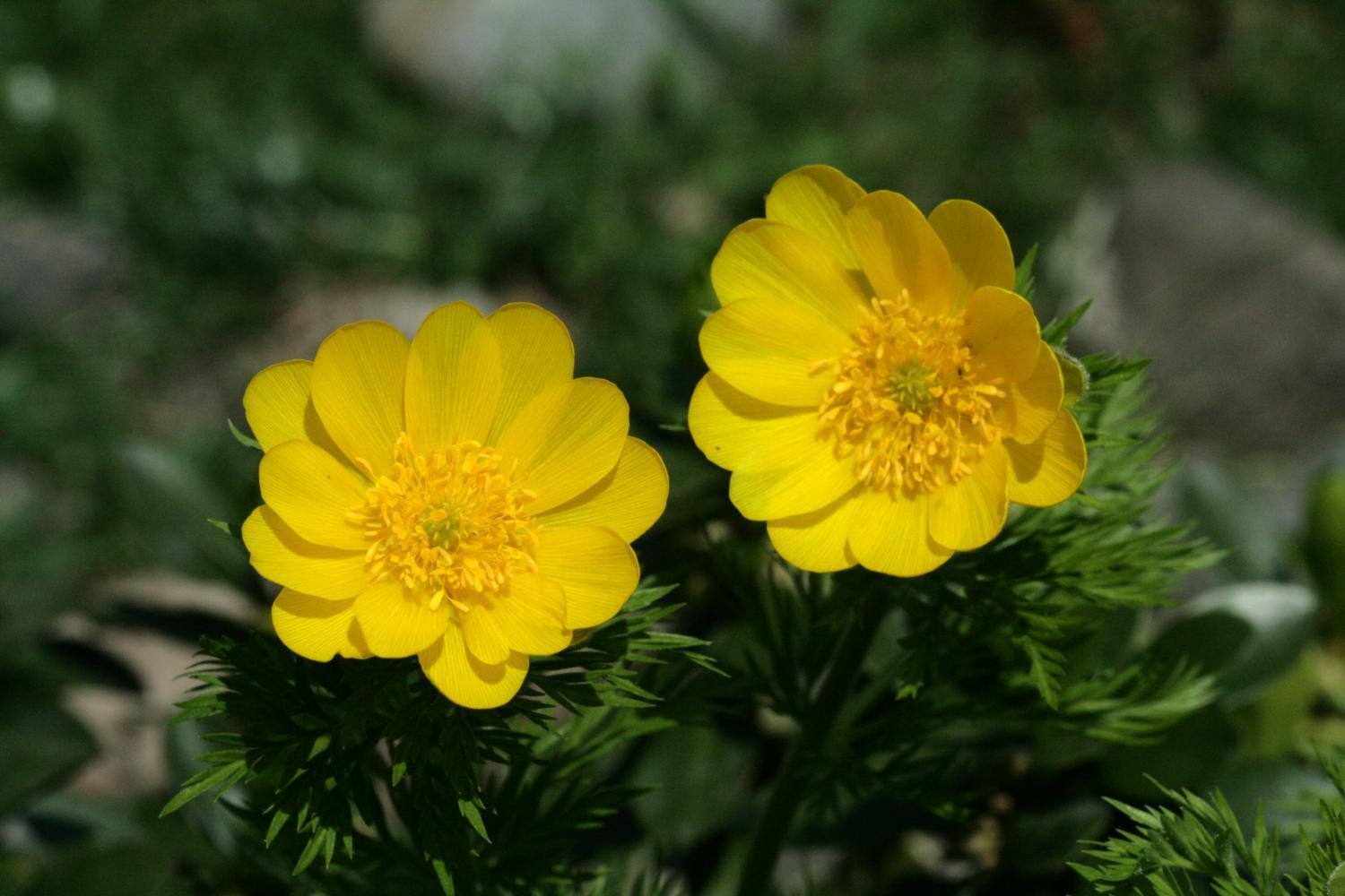 Observe the diversity of the flora of the Hautes-Pyrénées
