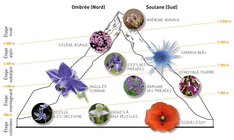 Observe the diversity of the flora of the Hautes-Pyrénées