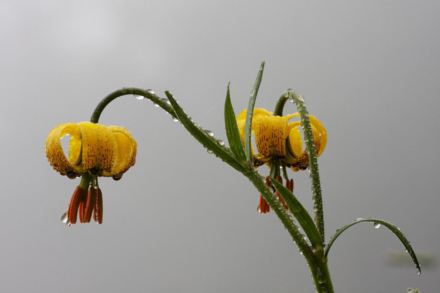 Observe the diversity of the flora of the Hautes-Pyrénées