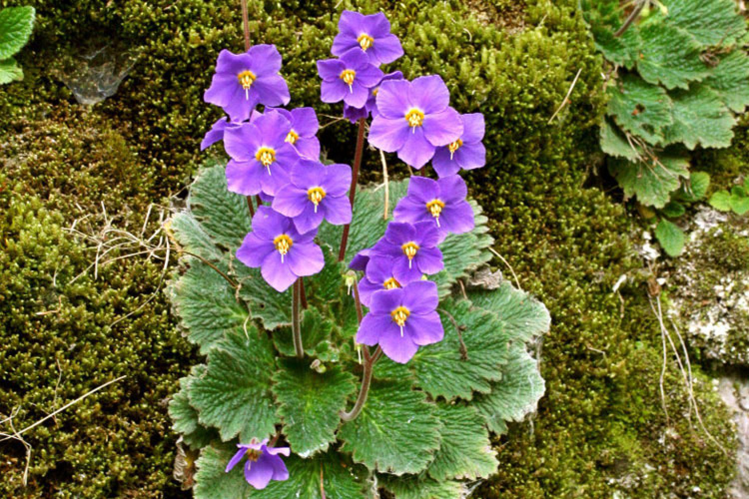 Observe the diversity of the flora of the Hautes-Pyrénées