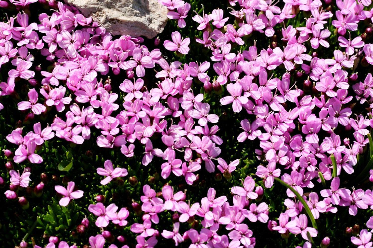 Observe the diversity of the flora of the Hautes-Pyrénées