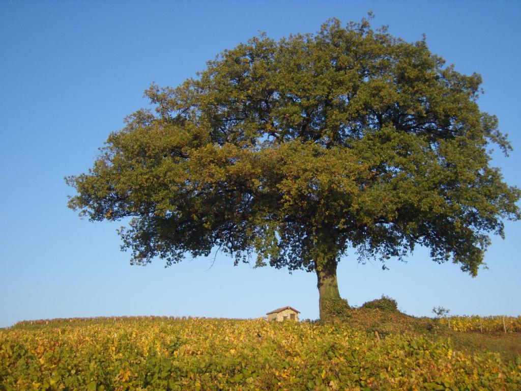 Observe the richness of the forests of the Hautes-Pyrénées