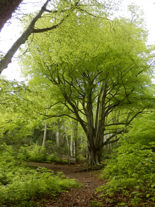 Observe the richness of the forests of the Hautes-Pyrénées