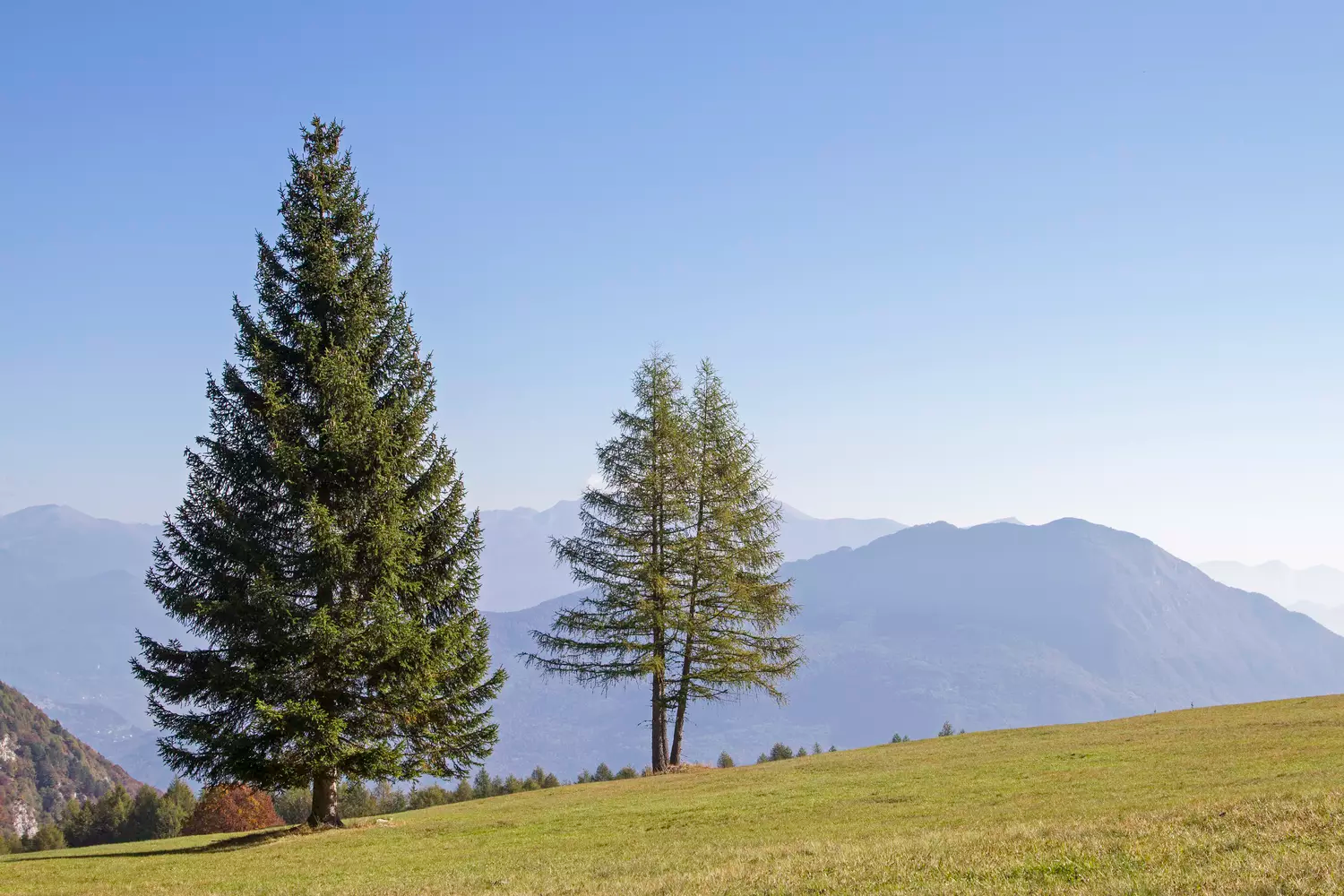 Observe the richness of the forests of the Hautes-Pyrénées