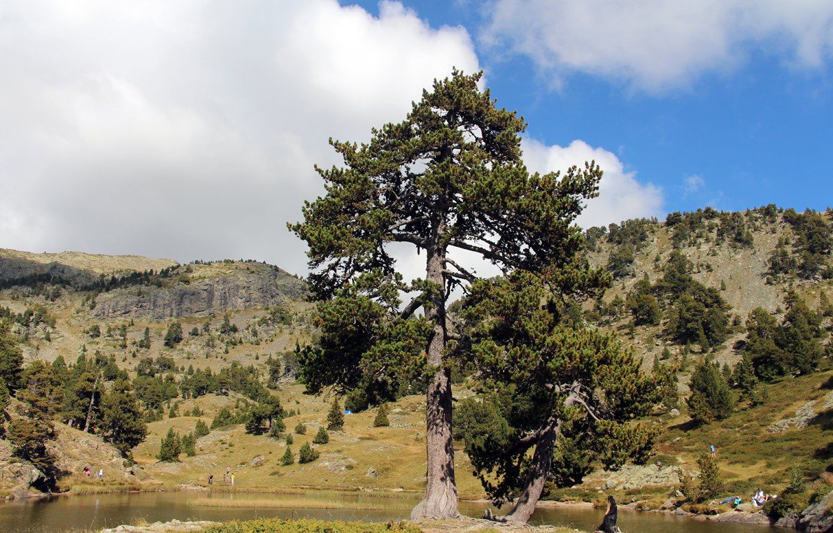 Observe the richness of the forests of the Hautes-Pyrénées