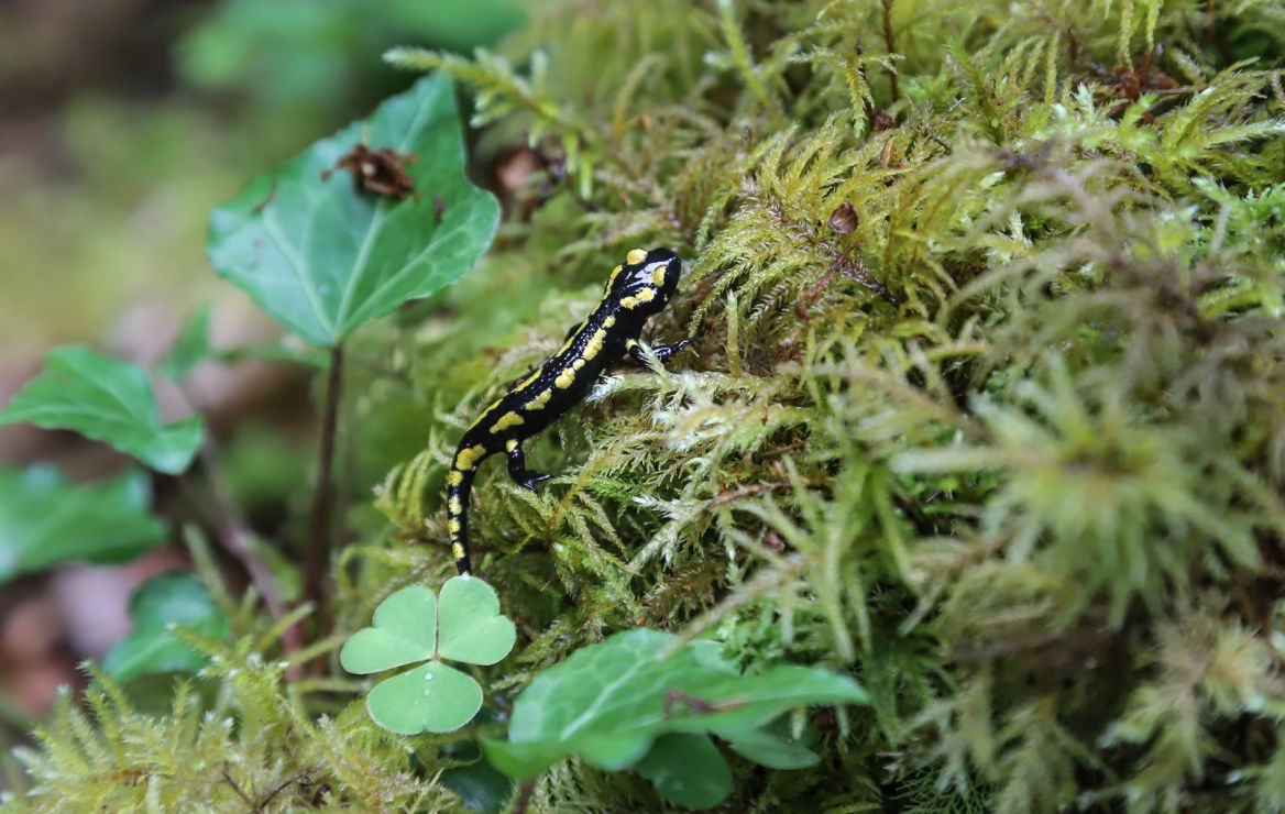 Observe the fauna of the Hautes-Pyrénées