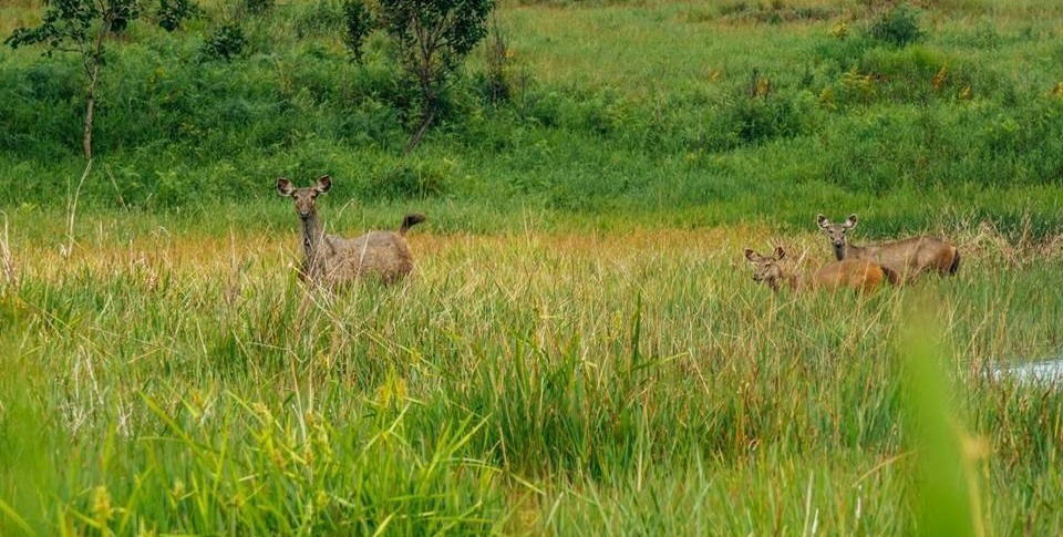 La faune dans le Parc National de Virachey