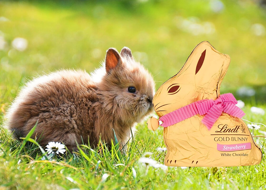 A cute baby rabbit in grass with a Lindt Gold Bunny Strawberry White