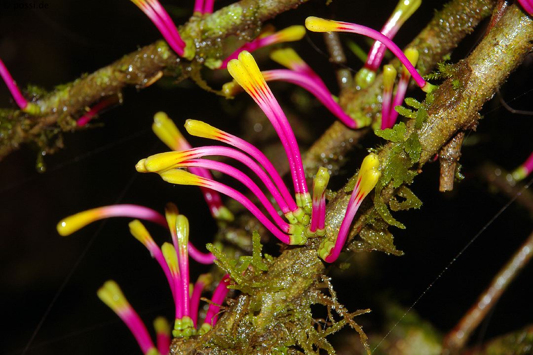 Plants