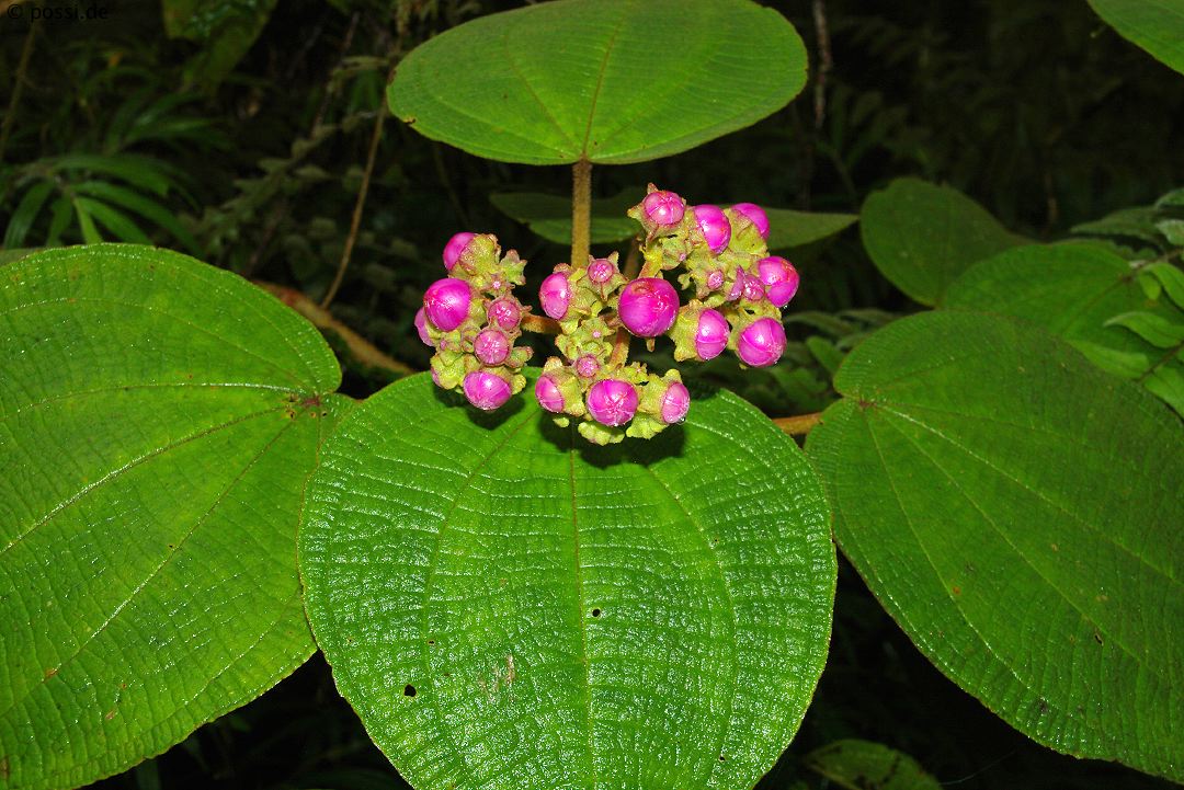 Plants