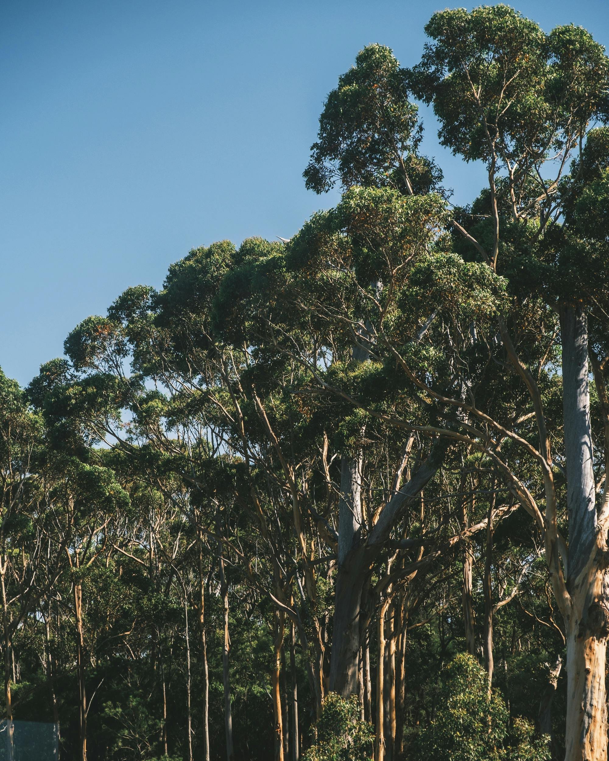 Eukalyptus-skog